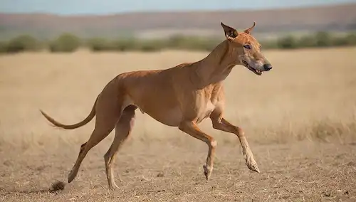 Un galgo español corriendo libremente en un campo abierto al sol, su piel brillando marrón dorado, con manguera y cola de viento; un fondo borroso de colinas rodantes y árboles distantes
