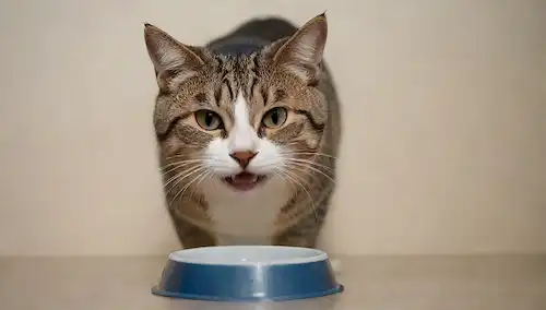 un gato sonriente con boca seca, un cuenco de agua en el fondo, una sombra en forma de gota, un sutil gradiente de luz y oscuridad, bigotes resaltados, texturas felinas, pose suave, expresión juguetona, y un toque de curiosidad