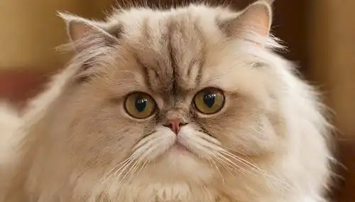 Retrato con enfoque suave de un gato persa con capa suave, ojos grandes y cara plana; expresión suave; iluminación sutil con tonos cálidos; rizos delicados enmarcando la cara; fondo suave y borroso