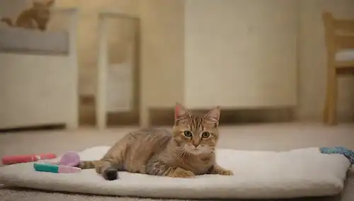 Un cálido y acogedor salón con un gato saltando sobre un cojín suave junto a un bebé acostado en una mesa cambiante