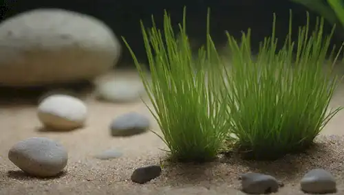 Plantas acuáticas