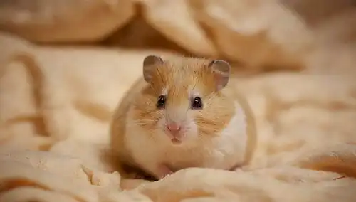 3-4 hamsters para bebés enrollados en una pequeña bola, rodeados de papel fundido o telas suaves, iluminación cálida, colores suaves, pequeñas patas y narices visibles, expresiones adorables, piel suave