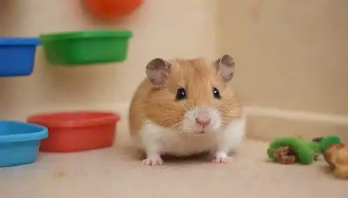 Hamster en una jaula acogedora