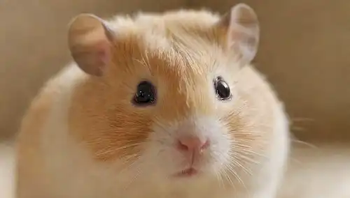Cerca de una cara tranquila de hamsters, rodeada de pinceladas suaves, iluminación suave, colores relajantes como beige y crema, texturas delicadas, silbidos ligeramente levantados, expresión curiosa, sombras sutiles, ruido mínimo de fondo, ambiente sereno