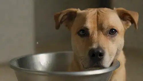 Un cierre de una cabeza de perros inclinado hacia su tazón de agua, con un chorro de agua en el fondo; unas gotas de aditivo antibacteriano flotando en la superficie; una fuente de luz suave que arroja un resplandor cálido; un ambiente tranquilo y pacífico