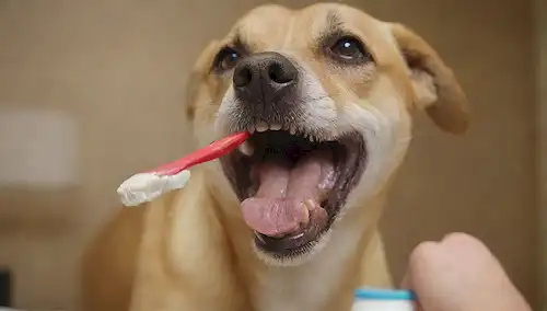Un disparo de cerca de una boca de perros, cepillo y pasta de dientes, suave movimiento de cepillado, clara visibilidad de dientes y encías, ajuste de la mañana/día con luz natural, postura de perro relajado, cepillo de mano humana, fondo sutil borroso, colores cálidos