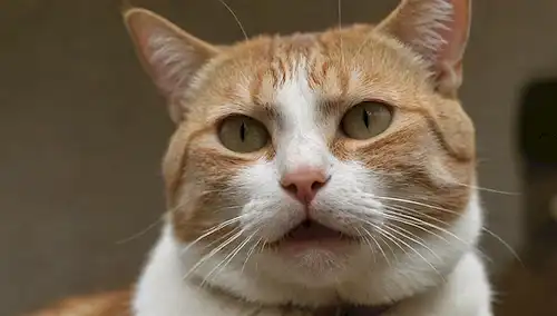 una cara de felinos con una expresión cansada, ojos medio cerrados, silbidos babeando, un collar desgastado, una pérdida sutil de brillo en su abrigo, un toque de fatiga en su postura
