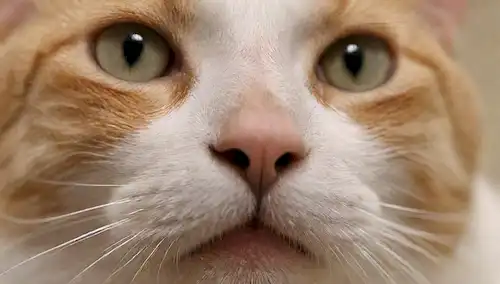 Un disparo de cerca de la nariz y la boca de gatos, con un toque sutil de silbidos, ojos mirando recto, un fondo borroso para resaltar la característica felino, iluminación suave, colores suaves, y sin distraer objetos en el marco
