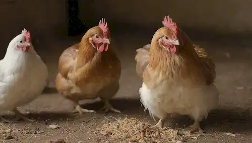 Un grupo de pollos coloridos y peludas con plumas en varias etapas de crecimiento, separados en pequeños recintos, algunos pecking en la comida y arañar el suelo, otros preparándose su plumaje, con una luz cálida y natural iluminando la escena