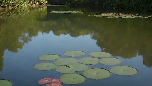 Un lago sereno con almohadillas y ondas de lirio