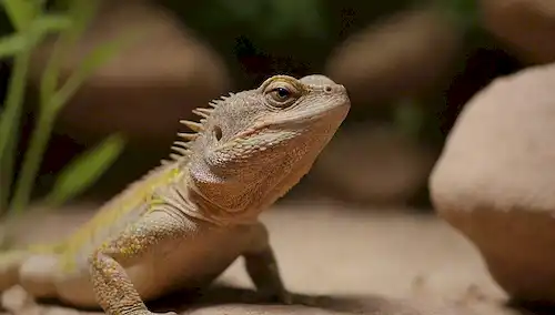 3-4 Lagartos Pogona, diferentes especies y colores, en un ambiente naturalista con rocas, plantas y sustrato, enfoque suave, iluminación cálida, sombras sutiles
