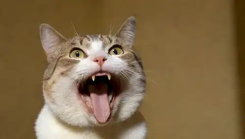 Gato con boca abierta, aumento de vapor, expresión sorprendida, tinte amarillo o verdoso en la lengua, fondo borroso, iluminación tenue, paleta de color caliente