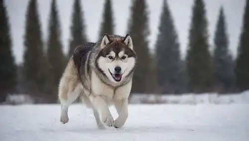 Paisaje salvaje ártico con montañas cubiertas de nieve, lago congelado y árboles altos en el fondo; un fuerte y enérgico perro raza malamute de Alaska corriendo libremente con el paquete, mostrando agilidad, fuerza y velocidad; piel volada por el viento, los oídos agitados, y cola alta