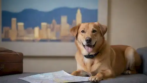 Un perro feliz sentado en un sofá con patas tocando, junto a una bolsa de equipaje y un mapa en el fondo, rodeado de paisaje urbano borroso