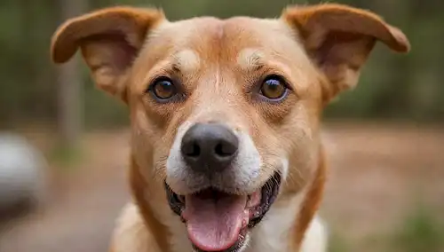 Un disparo de cerca de una cara de perros con orejas agitando salvajemente en direcciones opuestas, ojos inclinados y lengua desgarrando hacia fuera; entorno circundante está borroso con colores cálidos para transmitir incomodidad y malestar; enfoque suave en la piel alrededor de las orejas para enfatizar su movimiento