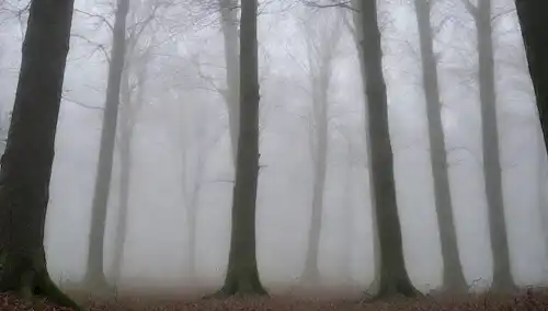 Un bosque sereno y malhumorado con árboles torrentes