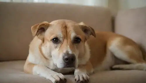 Un perro tranquilo tumbado en un sofá suave, con suaves golpes en la espalda, una postura relajada, serena expresión facial, un ambiente tranquilo con ruido mínimo, iluminación sutil, colores relajantes, y un sentido de tranquilidad