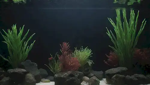 agua, burbujas, natación de peces, corales o plantas, filtro de acuario, grava, crecimiento de algas, colores oscuros, iluminación de dim