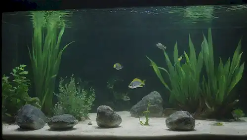 Pescado nadando tranquilamente en un tanque rodeado de plantas acuáticas