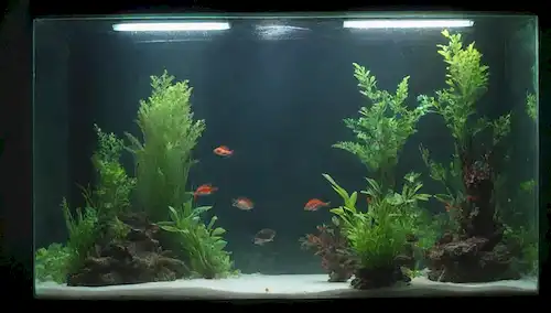 Tanque de acuario con agua clara, natación de peces libremente, plantas que crecen en fondo, tubos de prueba o equipos visibles en esquina, ambiente tranquilo y tranquilo