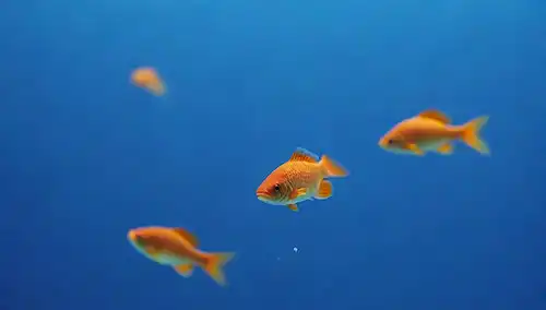 Acuario 3D, muestra de agua, gotero, pipeta, líquido, fondo azul, natación de peces, burbujas en aumento, enfoque suave en la superficie del agua
