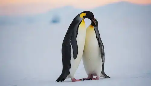 Pingüinos abrazando el hielo cubierto de nieve, paisaje antártico en suave enfoque, suave luz solar que arroja un resplandor cálido, dos pingüinos adorables abrazando con volteretas envueltas alrededor de cada uno, ambiente sereno evocando sentimientos de amor y compañía