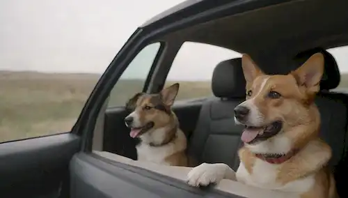 3-5 personas, perros de diferentes tamaños (pequeño a grande), coche de viaje de carretera interior con accesorios para mascotas, ventana abierta, paisaje pintoresco afuera, ropa casual y sonrisas, patas peludas y colas onduladas