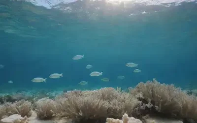 Una serena escena acuática con una escuela de peces blancos nadando juntos