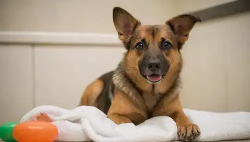 Un perro feliz y relajado con piel corta sentado o tumbado en una toalla blanca y limpia, rodeado de juguetes de baño y champús; posiblemente junto a un armario de baño abierto con varias herramientas de aseo; ambiente tranquilo, sereno; suave, iluminación natural; sin distracciones en el fondo