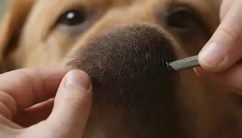 Un disparo de cerca de una piel de perros con un enfoque en las áreas con pelos muertos, un peine o un cepillo en la mano para quitarlos suavemente, y un toque suave de un manejador o propietario, con un fondo sutil para evitar distracciones