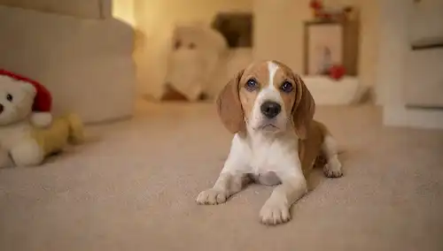 Un juguetón El cachorro de Beagle se sienta en un piso alfombrado, rodeado de juguetes y golosinas, con sus orejas colgando y colgando, en una habitación cálida y acogedora, bañada en suave luz dorada, con sutiles sombras y texturas, y algunas almohadas y mantas dispersas en el fondo