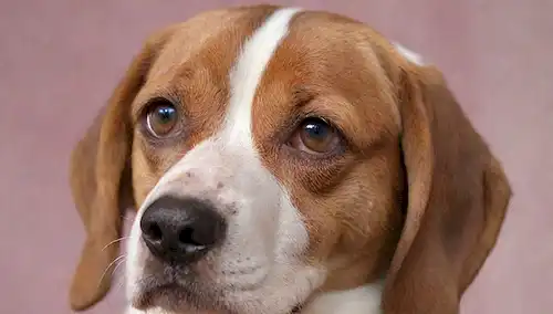 2 años Perro Beagle con un abrigo marrón rojizo, lesiones cutáneas parches y descarga crujiente alrededor de los ojos, la nariz y la boca; un tiro de primer plano de las zonas de piel afectadas con color blanco rojizo; una cara Beagles con una mirada sin expresión, rodeado de fondo de enfoque suave