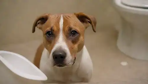 Un disparo de cerca de una cara de perros con una expresión confusa, rodeada de caca, con un cuenco de baño y una bolsa en el fondo