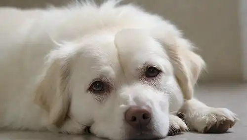 Un hermoso perro blanco con piel brillante, acostado en una superficie blanca limpia, rodeado de iluminación suave, y teniendo una expresión tranquila, con sutiles reflejos en la piel para transmitir su brillo, sin pelo desordenado o mate, un ligero borrón para indicar movimiento mientras todavía se relaja