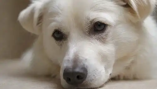una toma de cerca de un pelaje de perros blancos, brillante y saludable, con sutil textura y movimiento, con un fondo limpio y neutral, con suaves pinceladas o sutiles afeitadas para transmitir un sentido de suavidad y luminosidad