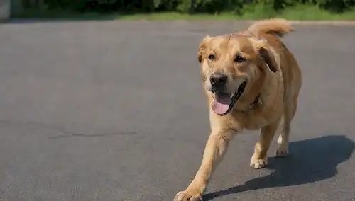 Un perro revolviendo fuertemente con sudor
