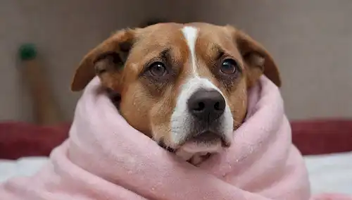 Perro con patas frías y piel, orejas escarpadas, movimientos letárgicos, expresión confusa, pupilos dilatados, respiración lenta, envuelto en una manta caliente o toalla, rodeado de copos de nieve o aire frío, ojos mirando hacia arriba para la comodidad, nariz ligeramente rosa debido al frío