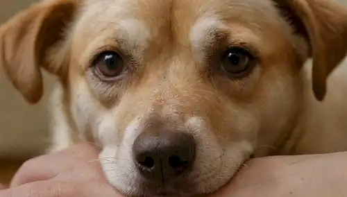 Un disparo de cerca de una cara de perros angustiados con ojos llorosos