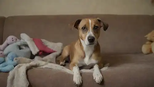 Un perro suave con ojos tristes, sentado en un sofá desgastado, rodeado de juguetes rotos y mantas desordenadas, con un olor débil de piel húmeda en el aire, evocando un sentido de tristeza y descuido, sin embargo, esperanza de redención