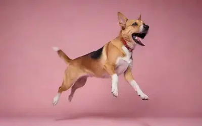 Un perro juguetón saltando sobre una pierna de personas