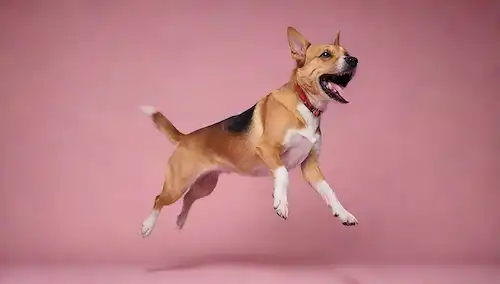 Un perro juguetón saltando sobre una pierna de personas