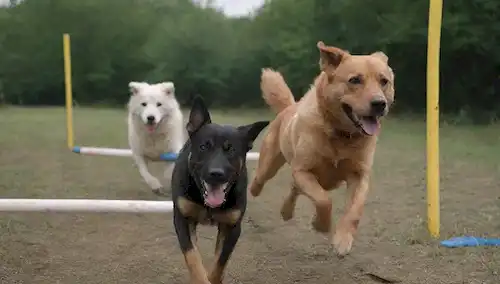 2 perros en varias poses, enérgicos y juguetonos, en un camino de obstáculos con túneles, saltos y tejedores polos