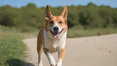 Una fotografía de un perro feliz, bien proporcionado en una playa o parque, con exuberante vegetación y un cielo azul tranquilo, posiblemente jugando a la tracción o corriendo libremente, destacando su peso saludable, una mirada suave y un sentido general de alegría, con un fondo borroso sutil para llamar la atención al perro