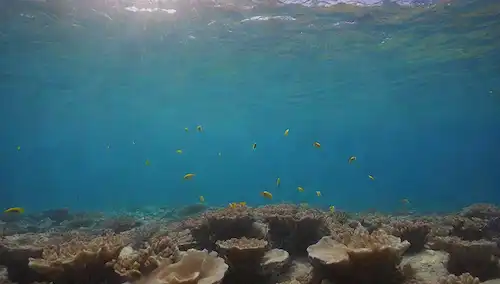 Pescado nadando juntos