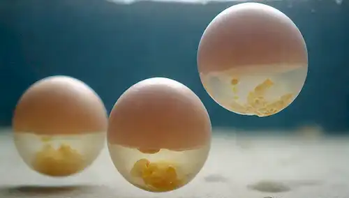 embriones de pescado rodeados de membranas de huevo, rodeados de un fluido transparente o translúcido, con un pez padre en el fondo, mostrando cuidado parental, posiblemente nadando en agua poco profunda, colores naturales y texturas