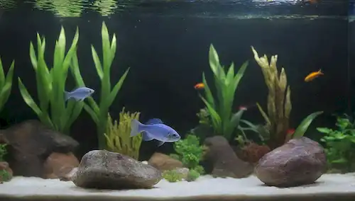 Pescado colorido nadando en un tanque transparente lleno de plantas y piedras decorativas, rodeado de equipos de acuario como filtros, bombas y termómetros, en un soporte de madera o vidrio, con algunas gotas de agua visibles en su superficie, y fondo suave centrado para destacar los contenidos de los tanques