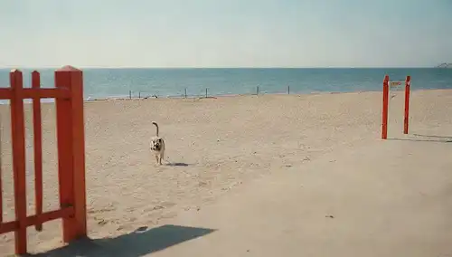 Un perro feliz corriendo hacia una puerta de playa abierta con un fondo soleado, un mar tranquilo y algunas personas en la distancia, un soporte de salvavidas cerca de la orilla, y algunas gaviotas volando sobre la cabeza
