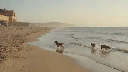 2-3 perros corriendo en playa de arena, mar en fondo, sol brillando, cielo azul por encima, olas suavemente a la orilla, soporte de salvavidas en la distancia, sombrillas de playa y tumbonas cercanas, personas que relajan o juegan con mascotas, caras caninas felices y colas ondulantes