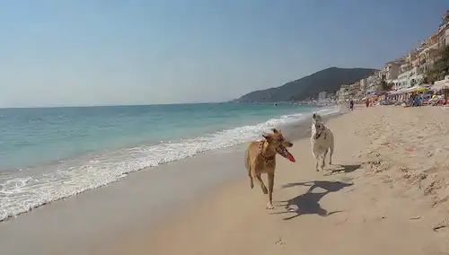 Perros felices corriendo en playas de arena, patas juguetonas en agua, caninas para tomar el sol en toallas, alegres propietarios riéndose, sombrillas de playa que proporcionan sombra, gaviotas volando sobre la cabeza, bolas de playa y frisbees en juego, un sereno fondo del mar Mediterráneo, vibrante atmósfera de playa
