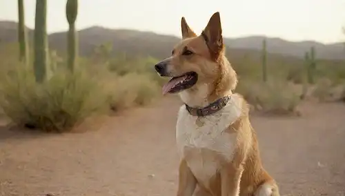 Un perro con cola rizada, sentado en un paisaje rural, rodeado de árboles y cactus, con un cuello con una etiqueta de nombre, con una expresión suave, en un ambiente cálido y soleado